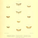 "n134_w1150" by BioDivLibrary/ pdm 1.0